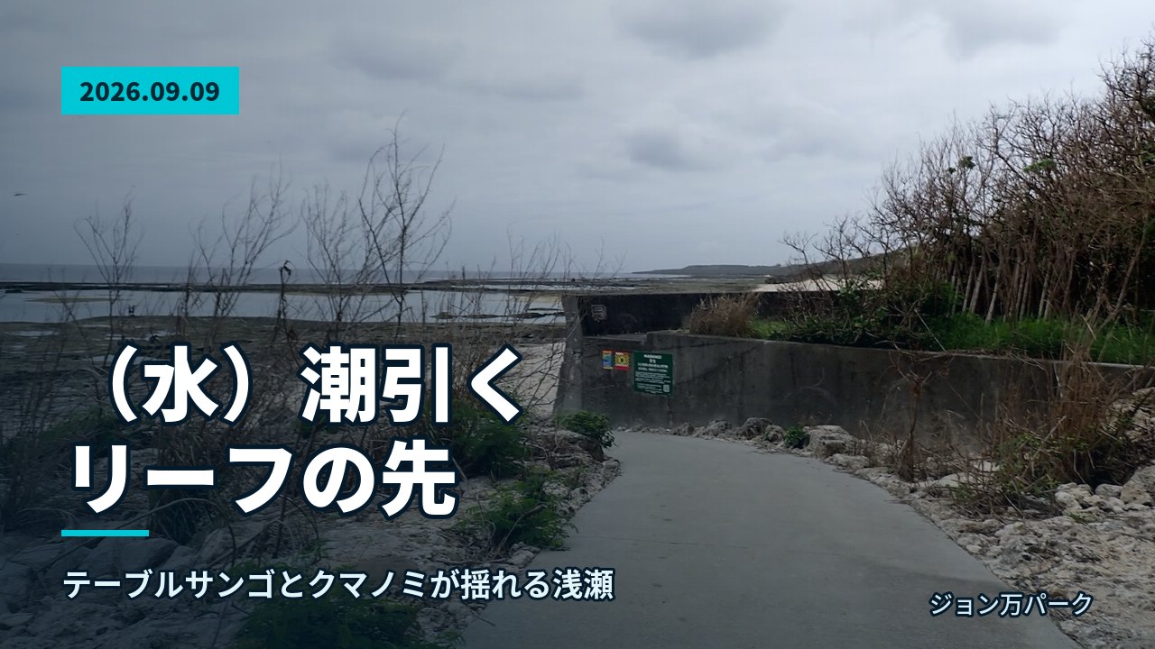曇天の海岸でコンクリートの道が海に向かって伸び、潮が引いたリーフと空が広がる。が漂う