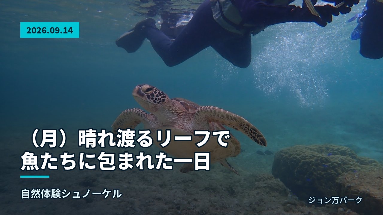 浅瀬でガイドが参加者に寄り添い、ウミガメが前方で泳ぐ