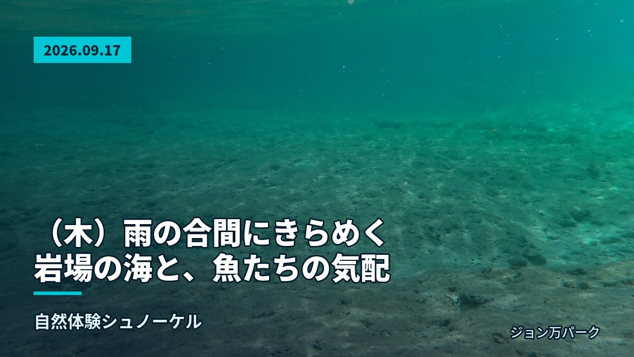 透明度の高い浅瀬の海底と柔らかな光が差し込む水中風景