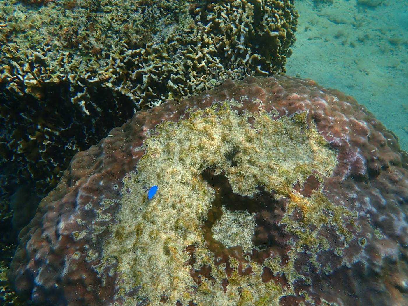 水中のサンゴ礁で群れで泳ぐ青い魚たち