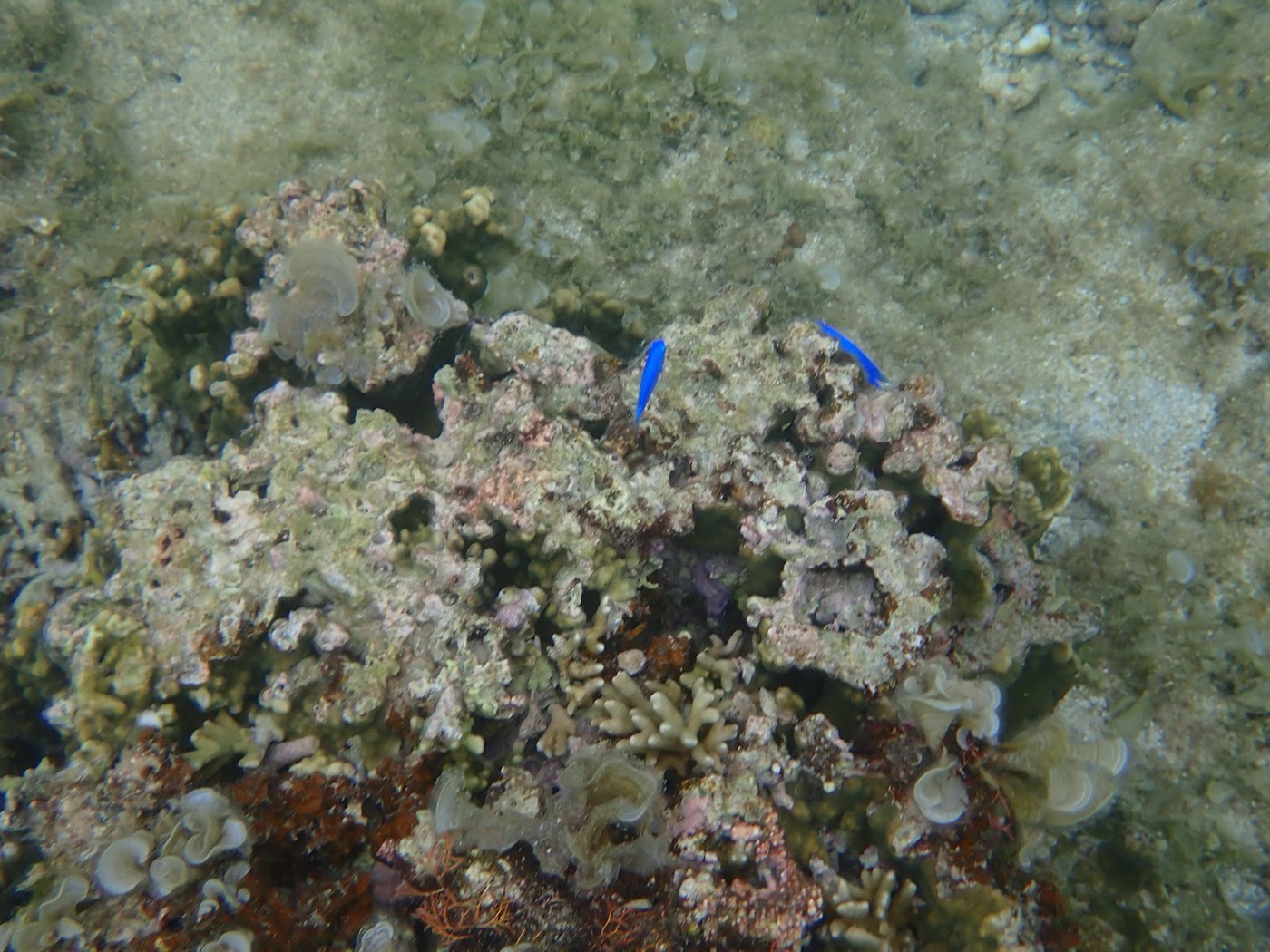天然水族感で紹介する、青い空と海を背景に笑顔の参加者