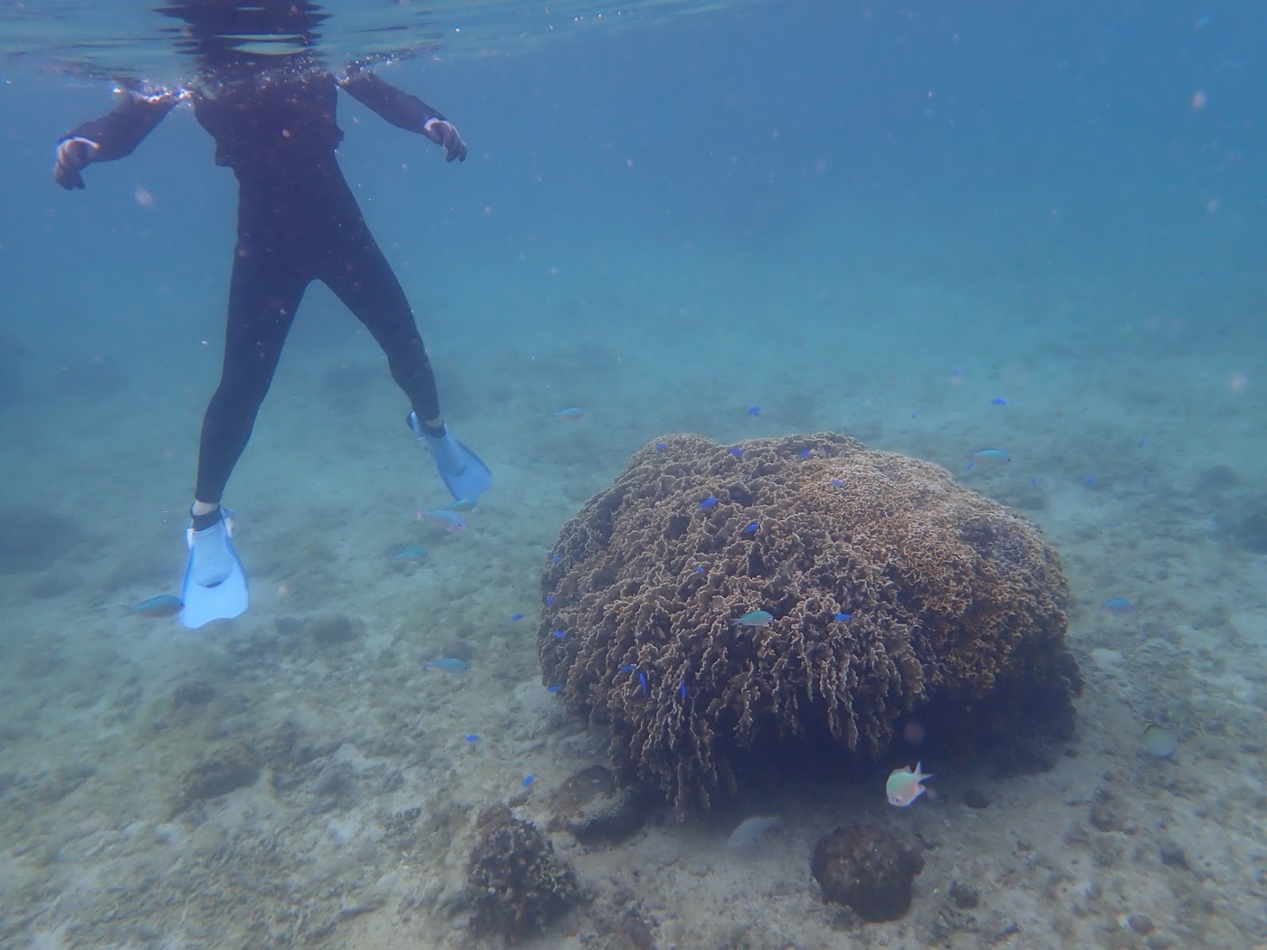 水面近くを漂う参加者の足元に広がるサンゴと青い魚