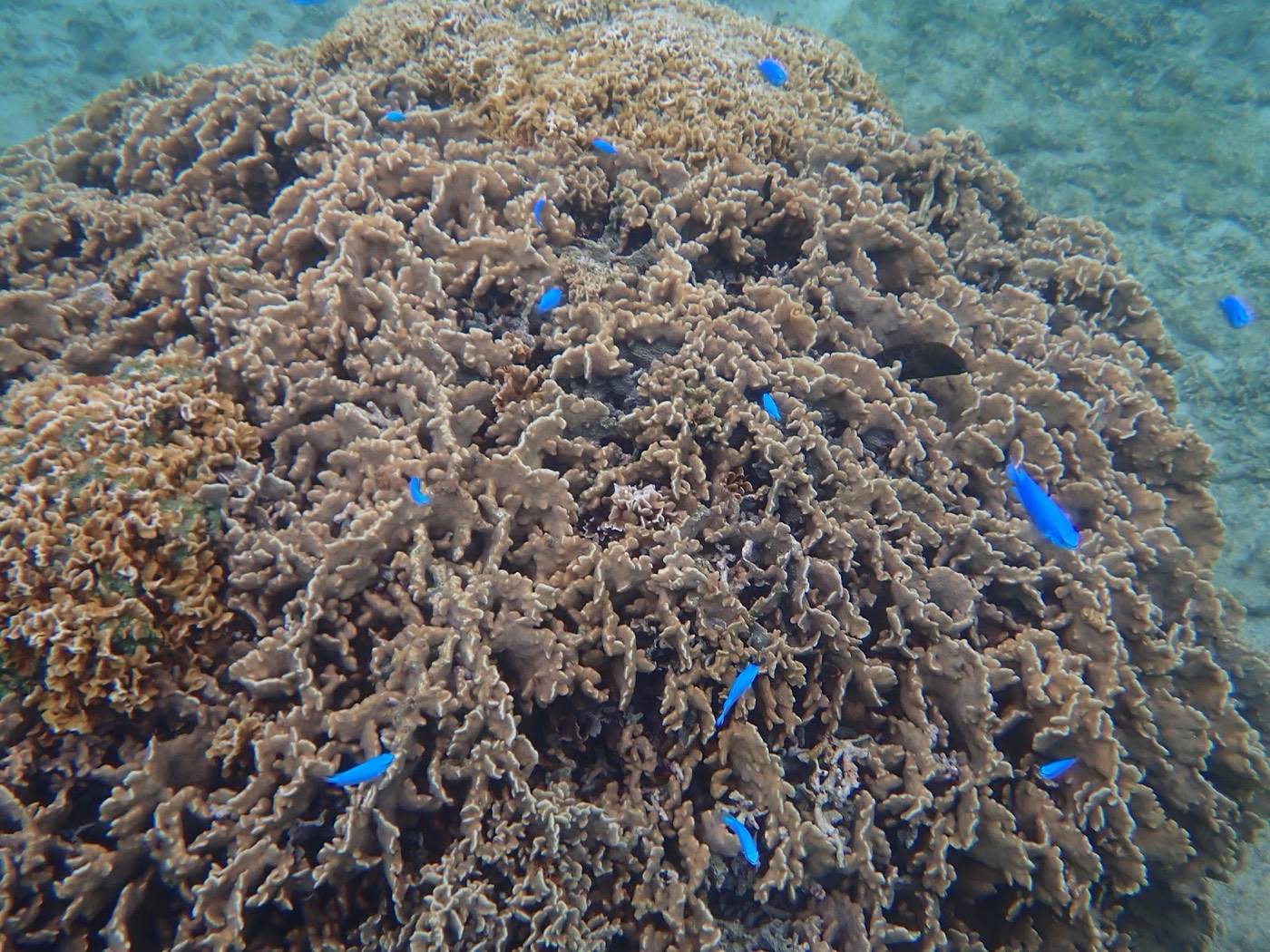 群れをなす青い魚が色鮮やかなサンゴ礁の周りを泳ぐ水中風景