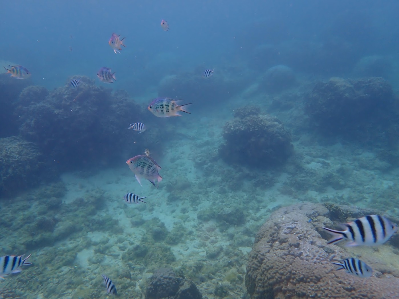 海底の岩礁付近で群れて泳ぐカラフルな魚たち