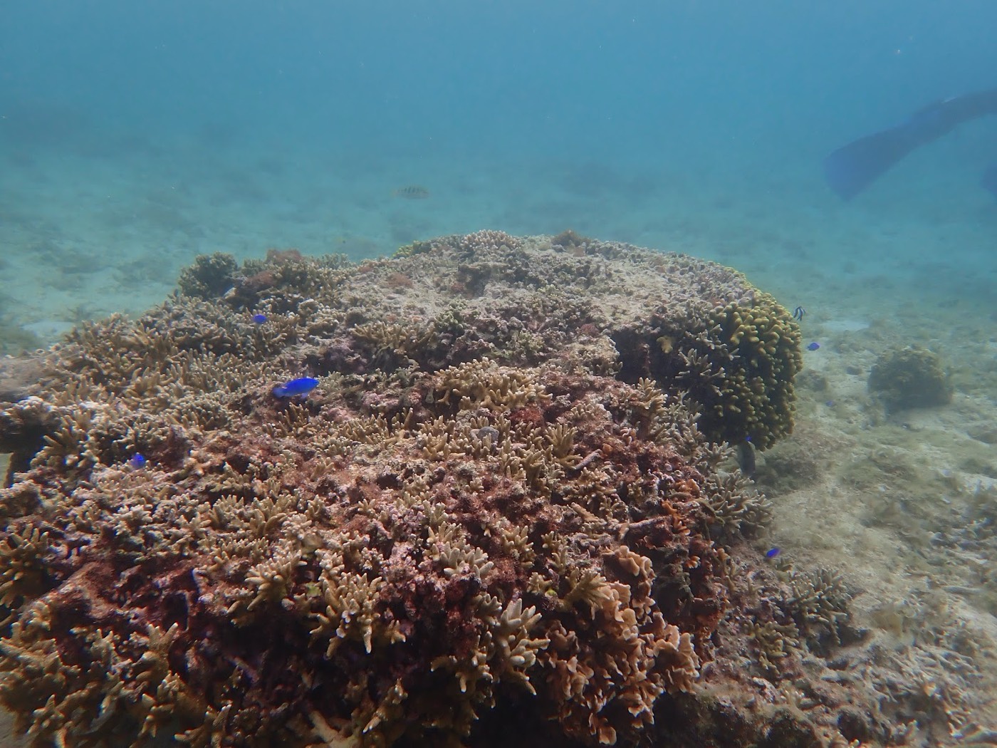 水中に広がるサンゴ礁と、その周りを泳ぐ小さな青い魚の群れ