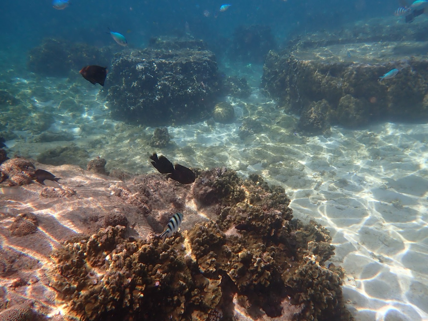水中で、サンゴの周りに集まるカラフルな魚たちと参加者の手