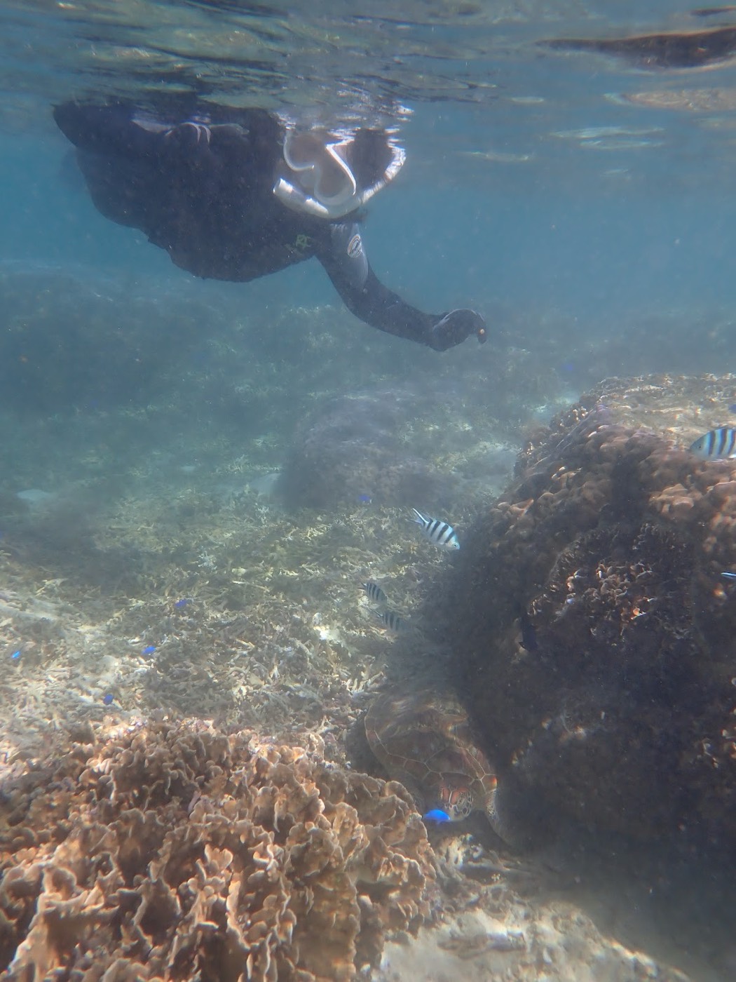 シュノーケル中の参加者が魚と一緒に泳ぐ様子