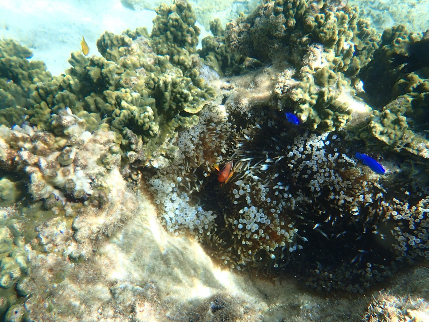 色鮮やかなクマノミや小魚が泳ぐサンゴ礁の水中風景