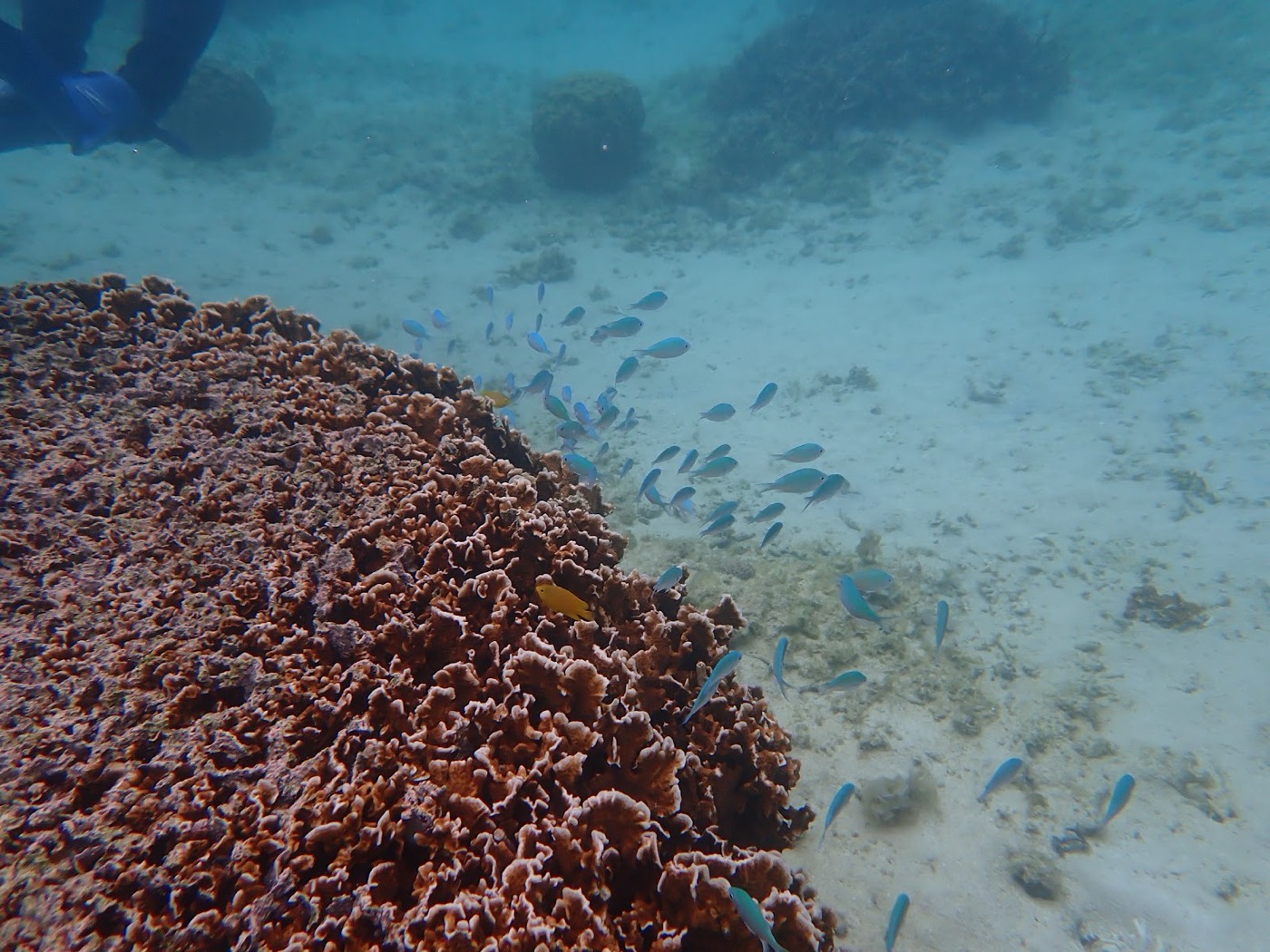 水中で茶色いサンゴの周りを青い魚の群れが泳ぐ