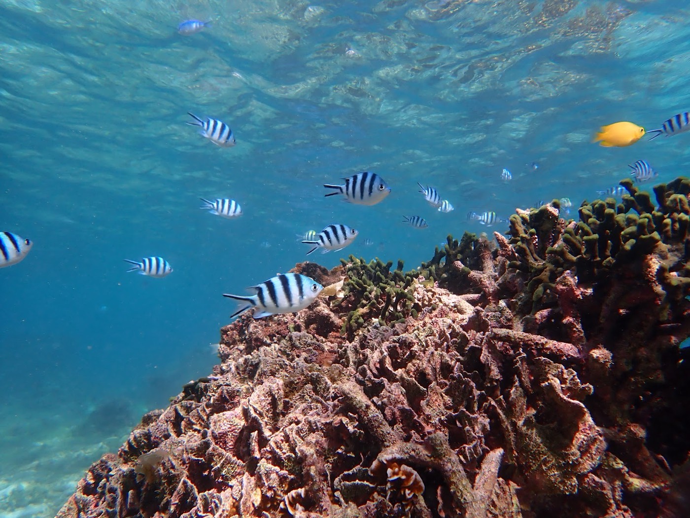 縞模様の魚や黄色い魚が群れるサンゴ礁の水中風景