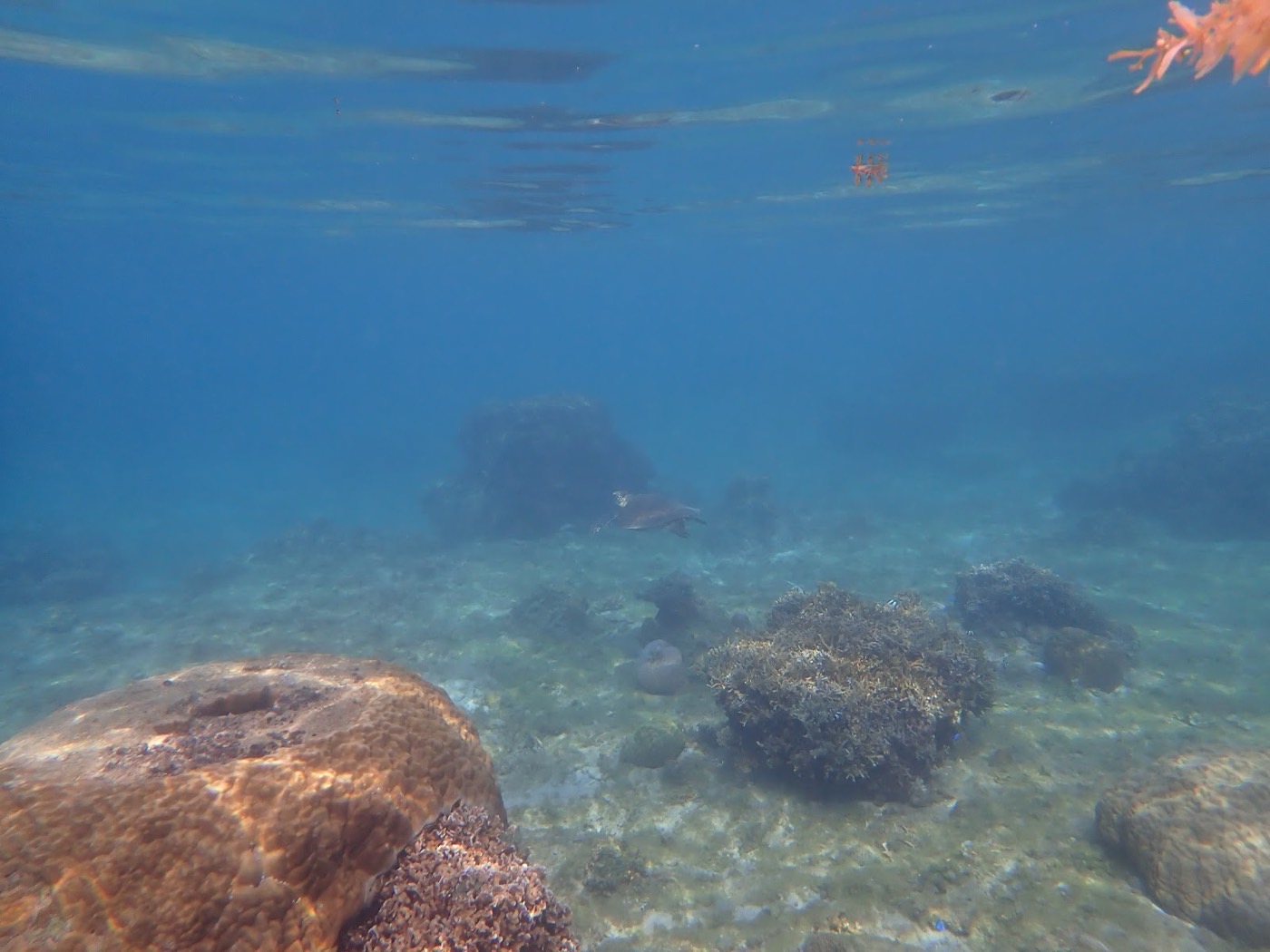 広がる海底のサンゴと岩場の間を、ウミガメがゆったりと泳ぐ