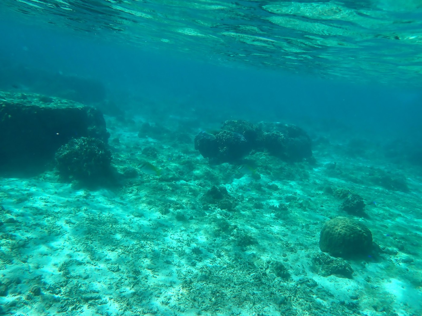 透明な天然水族感の海、水面には波紋、海底には砂地と点在するサンゴ