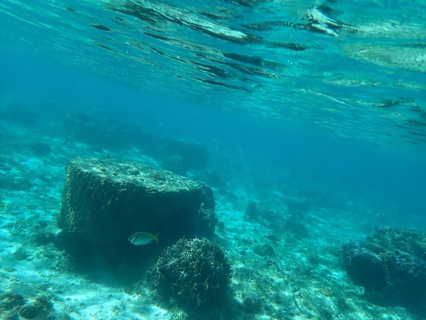 海底に大きな岩と小さなサンゴが点在し、一匹の黄色い魚が泳ぐ様子
