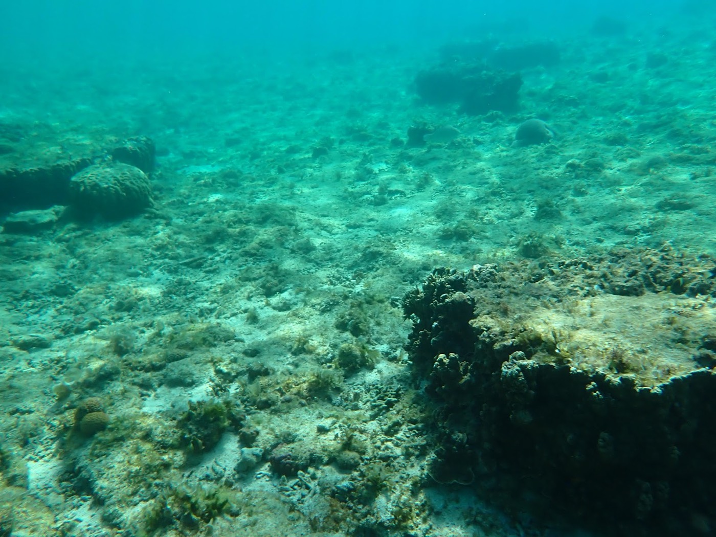 自然体験シュノーケルで紹介する沖縄の海の様子