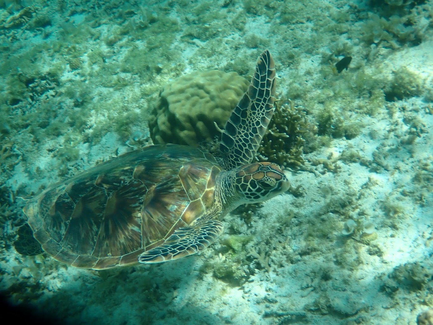 海底のサンゴ礁の上を泳ぐウミガメ