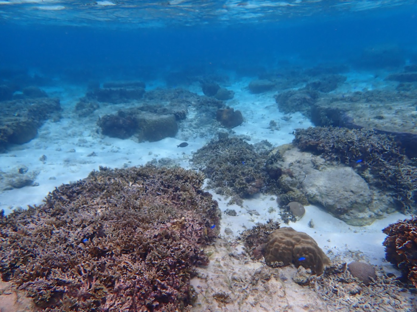 海底に広がるサンゴ礁と砂地、明るい青い海が広がる天然水族感の風景