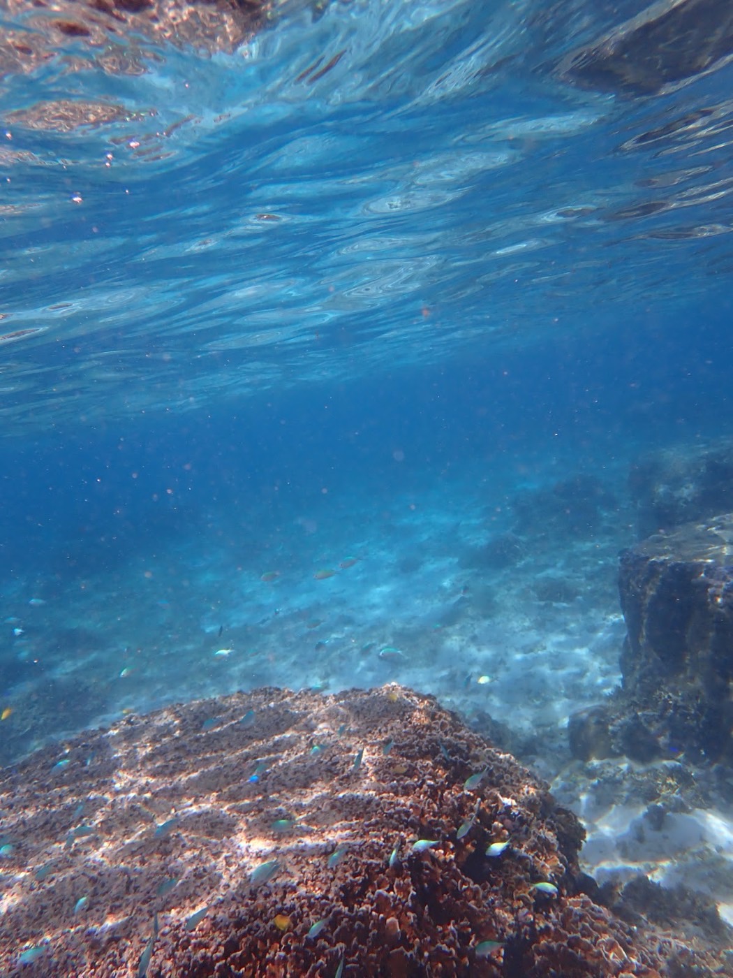 水面と水中を同時に捉え、岩礁に群れる小さな魚たちと青い海