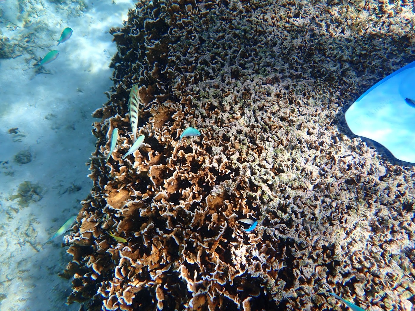 水中に広がる様々な形のサンゴと、その周りを泳ぐカラフルな魚たち