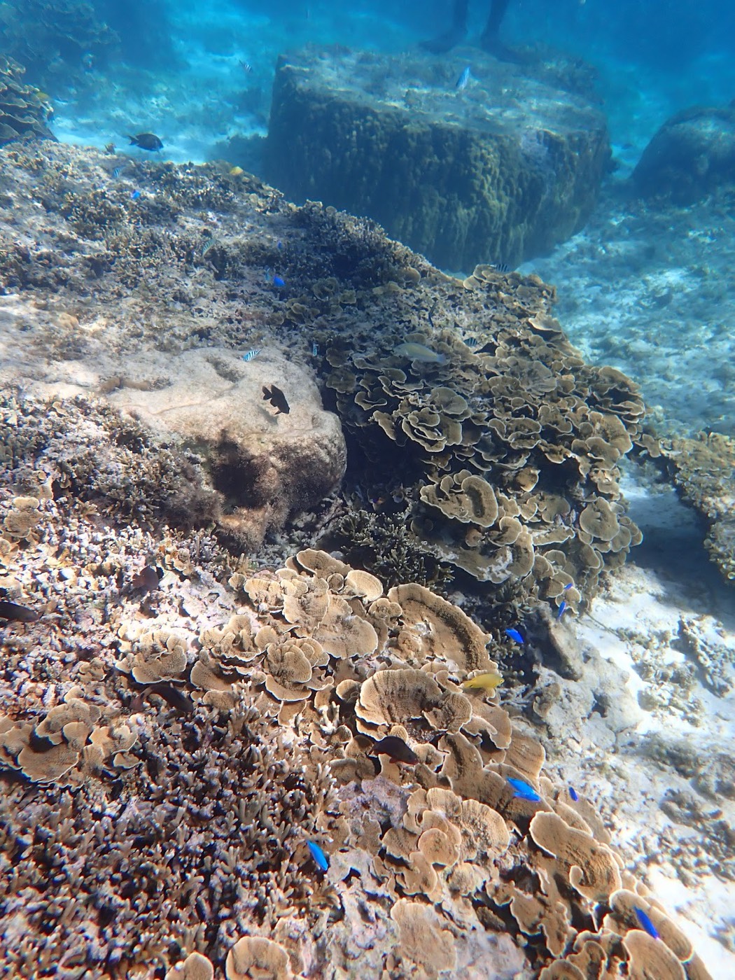 海底に広がる葉状サンゴと岩礁、その周りを泳ぐ小さな青い魚たち