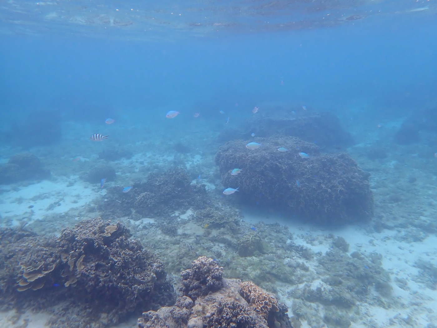 水底のサンゴ礁に小さな魚たちが群れて泳ぐ水中景観