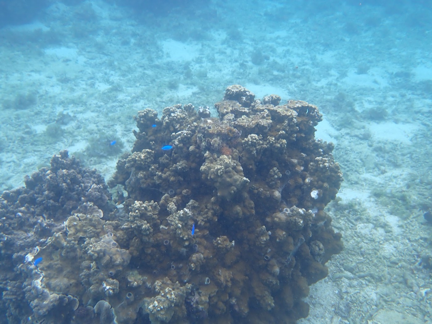 海底にそびえ立つ大きなサンゴ礁の周りを小さな青い魚が泳いでいる