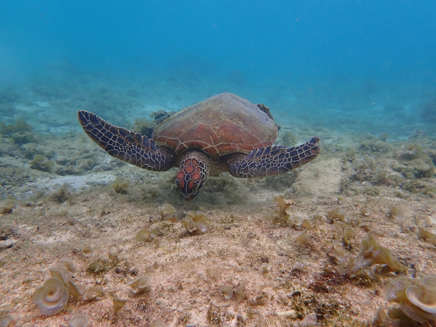 海底の砂地で悠然と泳ぎ進むウミガメの姿