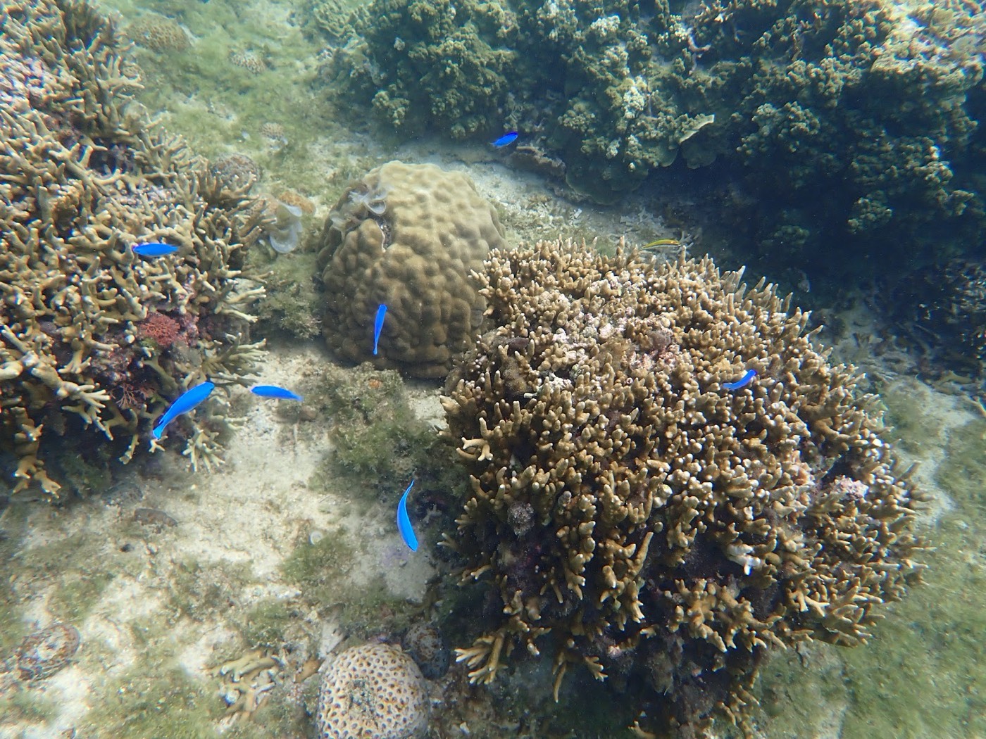 天然水族感で紹介する、多様な形状のサンゴが広がる海底に、鮮やかな青い魚たちが群れて泳ぐ天然水族館の水中風景
