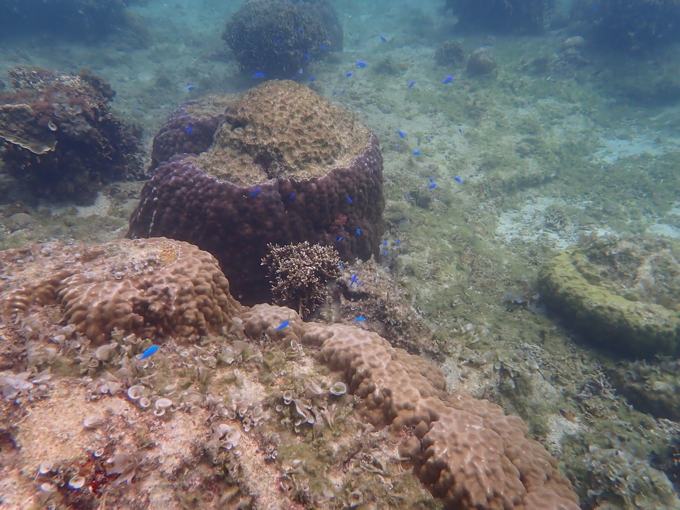 水中には異なる形状のサンゴが点在し、その周りを小さな青い魚が群れて泳ぐ様子