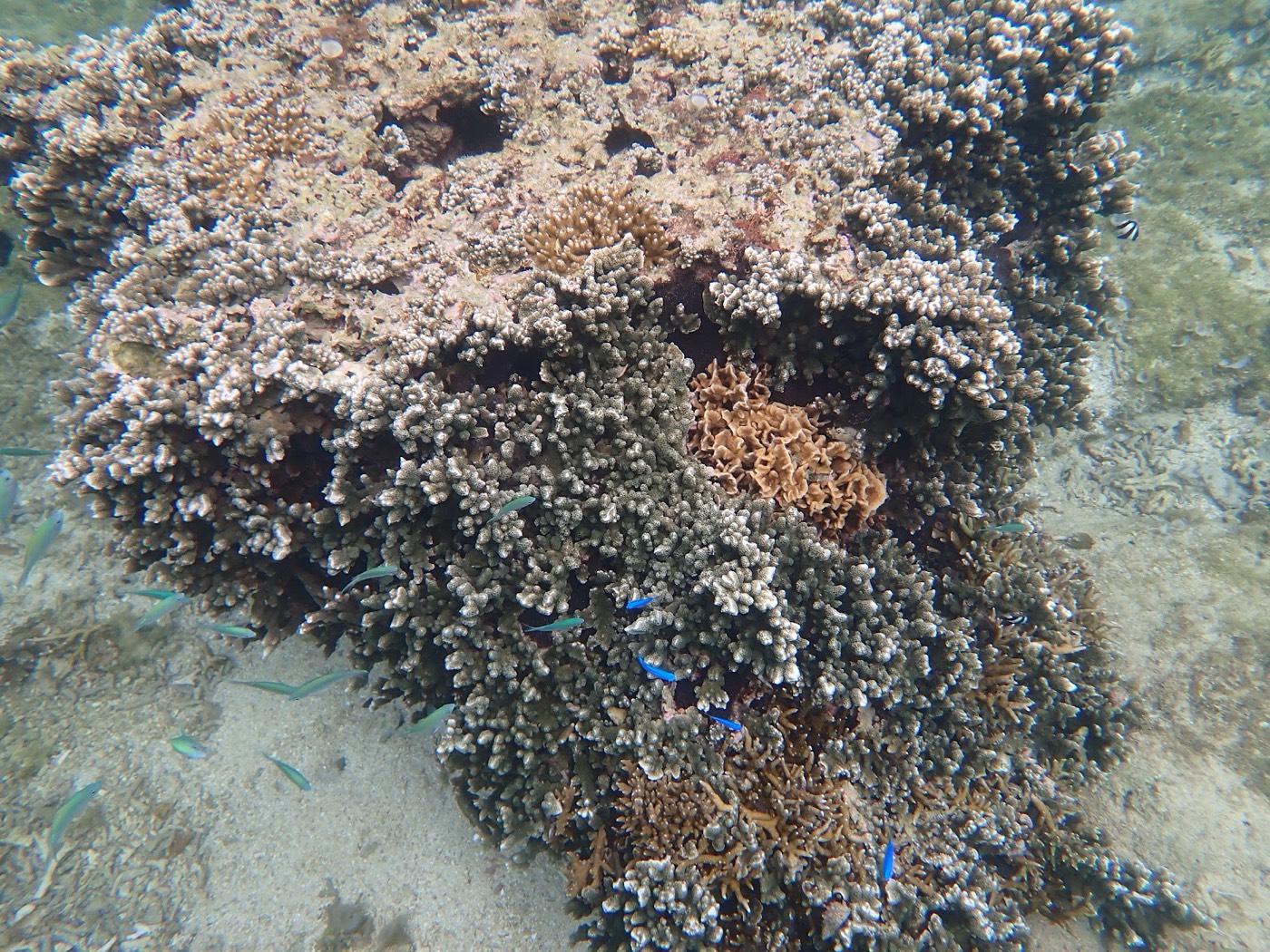 海底に広がる大きなサンゴの群れに、小さな熱帯魚が寄り添って泳いでいる様子