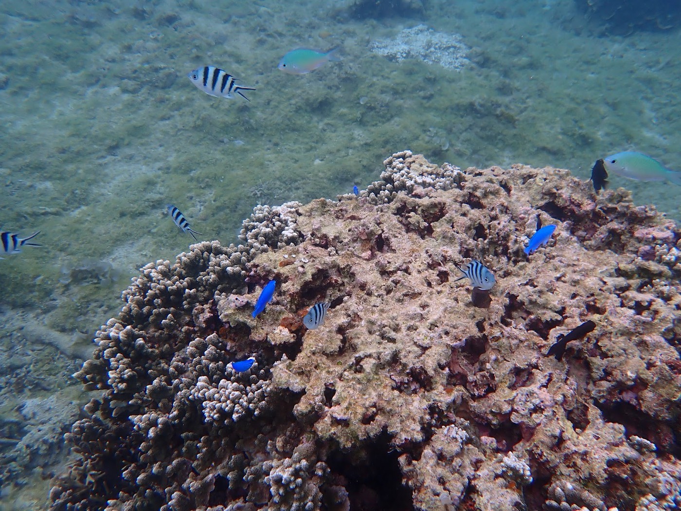 サンゴの周りに熱帯魚が泳ぐ水中の景色