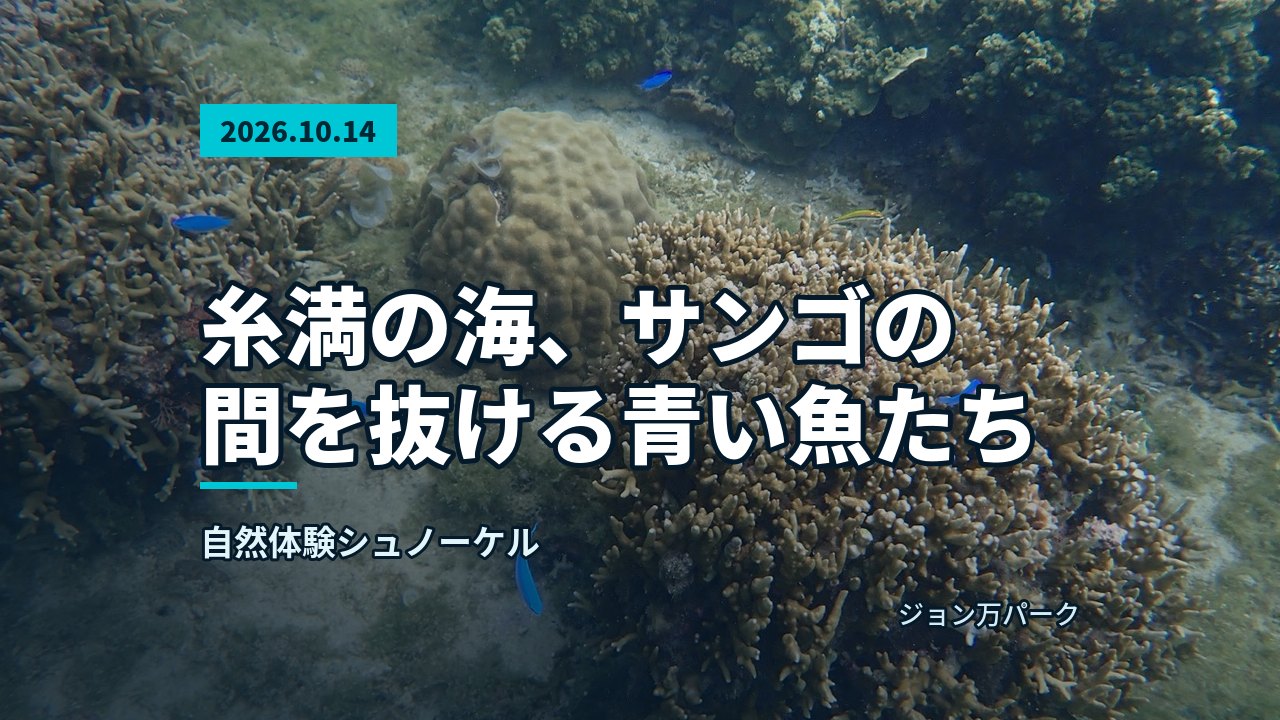 ような青い魚が群れるサンゴ礁の海中景観