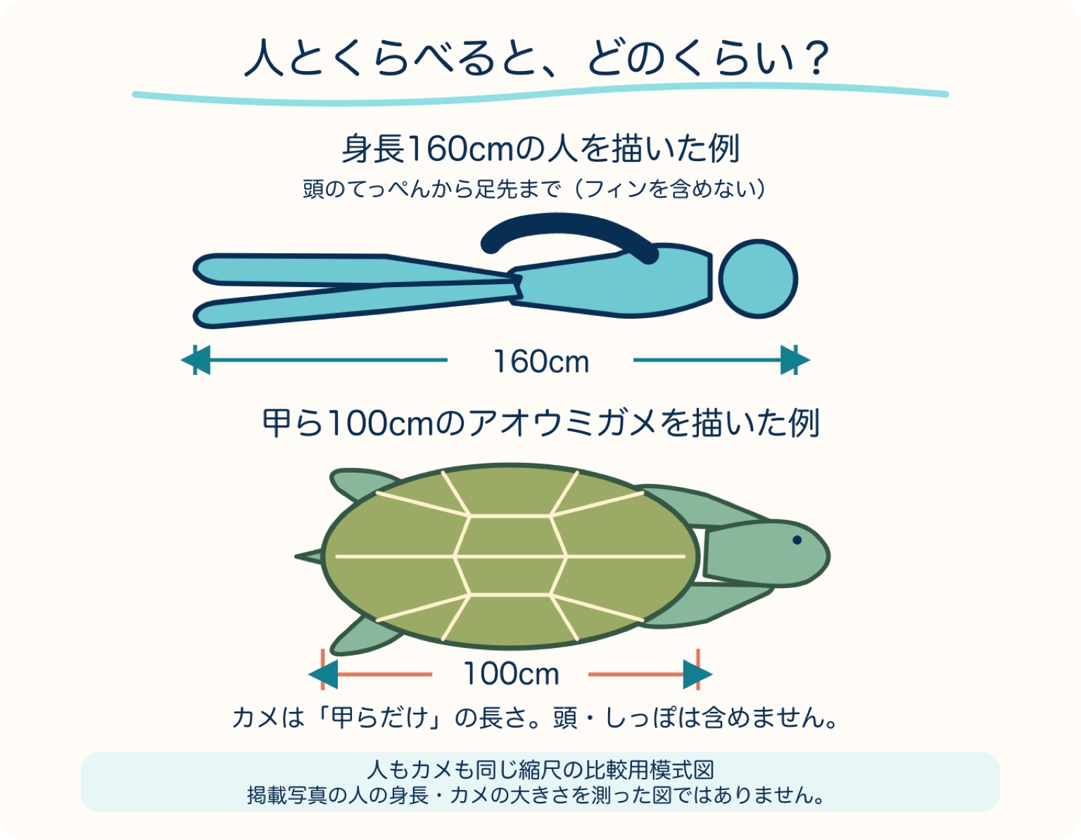比較用の身長160cmの人と甲ら100cmのカメを同じ縮尺で描いた模式図